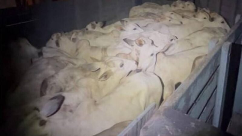 Polícia Militar frustra furto de gado em zona rural de Barra do Garças e prende suspeitos em flagrante