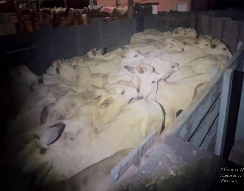 Polícia Militar frustra furto de gado em zona rural de Barra do Garças e prende suspeitos em flagrante