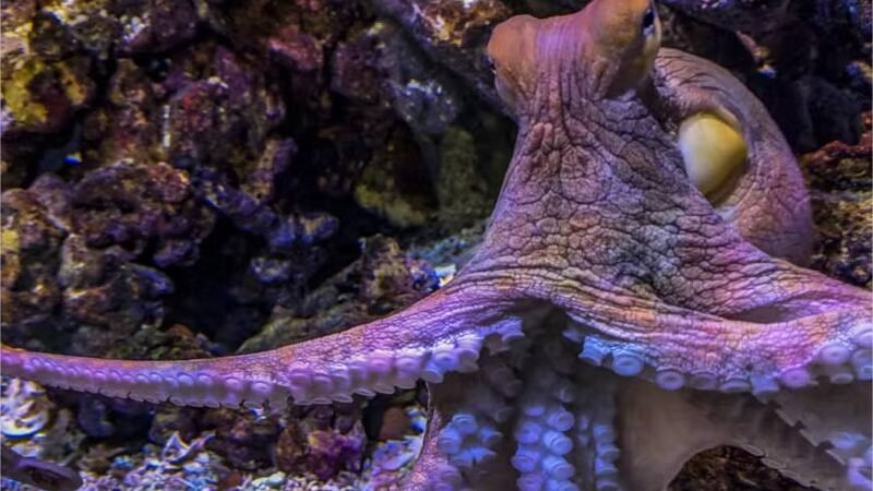Polvos escolhem seus parceiros pelo toque e não pela visão, revela estudo