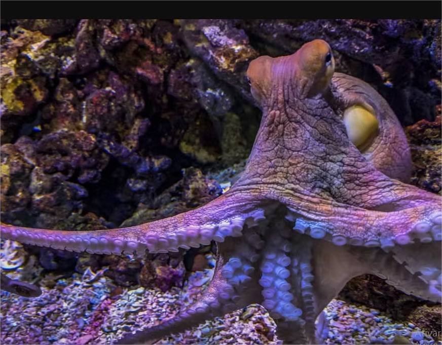 Polvos escolhem seus parceiros pelo toque e não pela visão, revela estudo