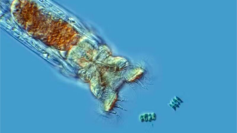 Este animal voltou à vida após 24 mil anos congelado no solo da Sibéria