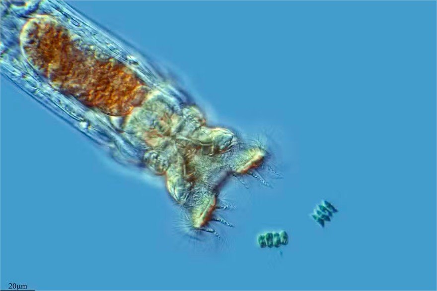 Este animal voltou à vida após 24 mil anos congelado no solo da Sibéria