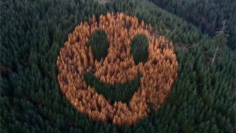 A história por trás deste rosto feliz no meio de floresta dos EUA