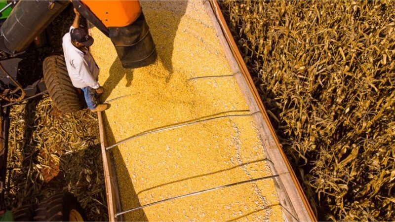 Mato Grosso lidera produção agropecuária do país com projeção de R$ 206 bilhões em 2026