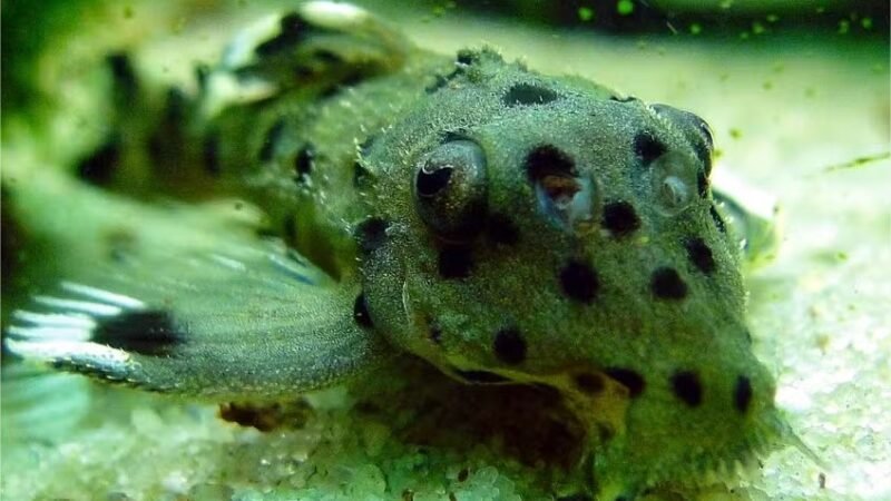 Peixes amazônicos saem da lista de ameaçados, mas outros animais entram