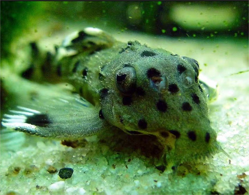 Peixes amazônicos saem da lista de ameaçados, mas outros animais entram