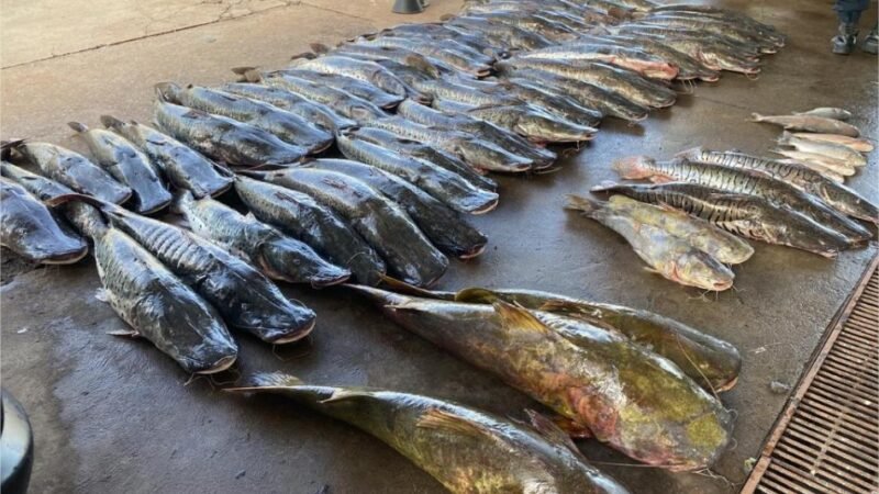 Polícia Militar apreende 465 quilos de pescado ilegal e prende homem em Várzea Grande