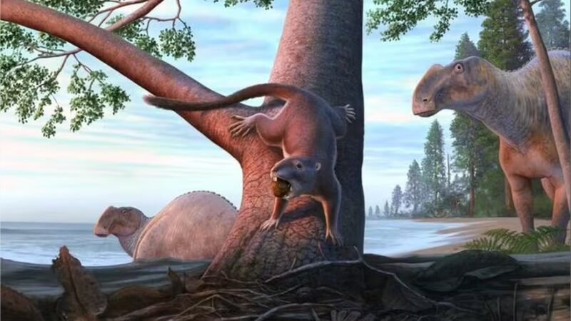 Descoberto mamífero do tamanho de hamster que viveu na época dos dinossauros