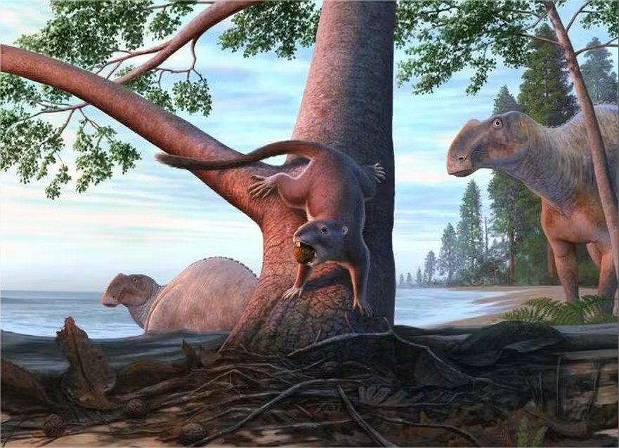 Descoberto mamífero do tamanho de hamster que viveu na época dos dinossauros