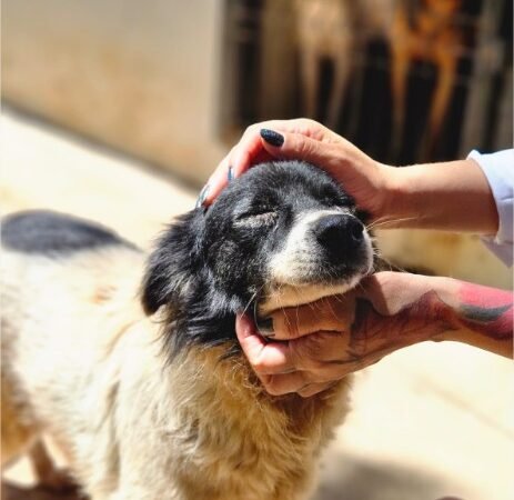 Prefeitura de Cuiabá promove mutirão de vacinação e adoção de animais no Passaredo