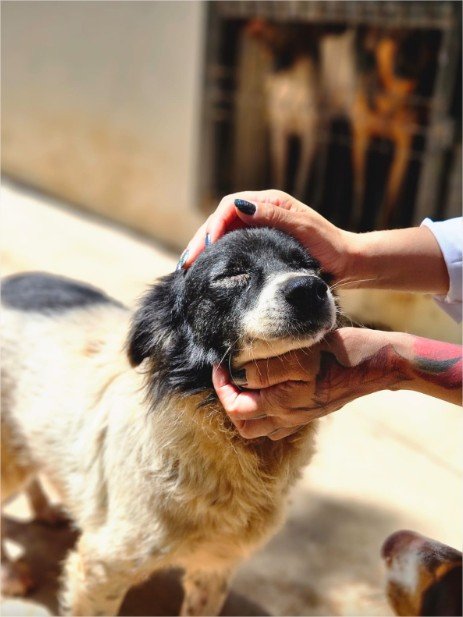 Prefeitura de Cuiabá promove mutirão de vacinação e adoção de animais no Passaredo