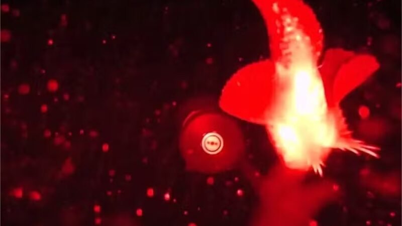 Imagens do Oceano Ártico profundo flagram espécies raras; veja vídeo