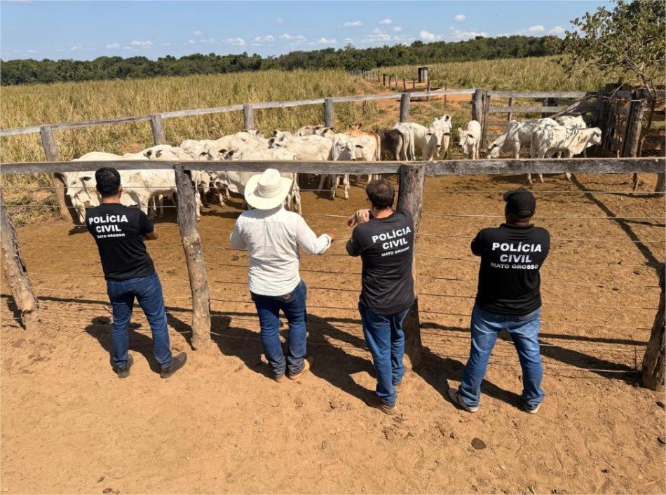 Polícia Civil recupera 33 cabeças de gado furtadas de propriedade rural em Cocalinho