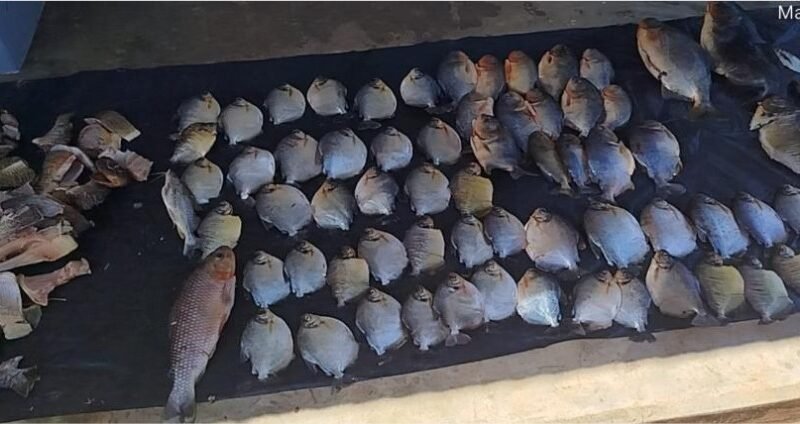 Ações da Sema contra pesca ilegal apreendem mais de 60 kg de pescado