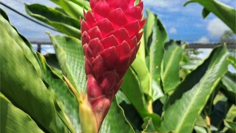 Projeto da Unemat incentiva floricultura como alternativa de renda para agricultura familiar