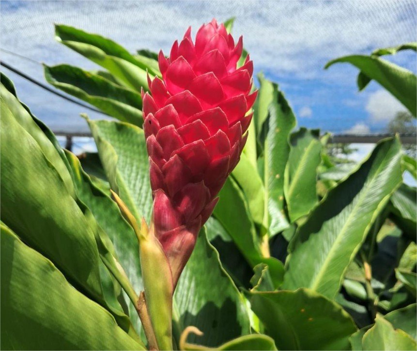 Projeto da Unemat incentiva floricultura como alternativa de renda para agricultura familiar