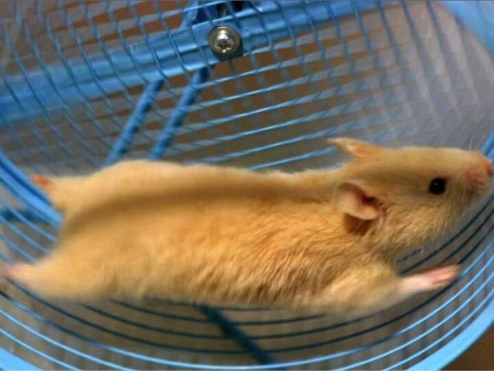 Como jovem inventor carregou celular usando seu hamster de estimação