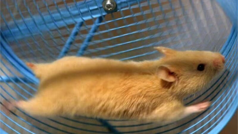 Como jovem inventor carregou celular usando seu hamster de estimação