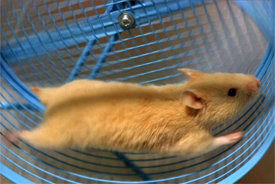 Como jovem inventor carregou celular usando seu hamster de estimação