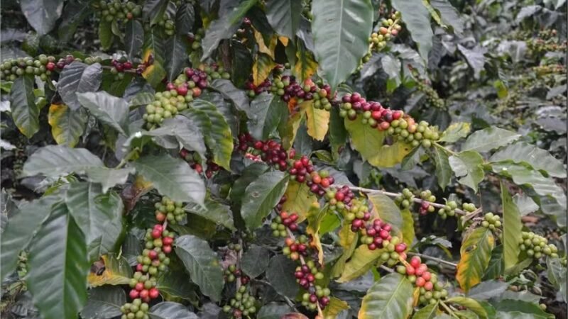Preservação de florestas e aves beneficia plantações de café, diz estudo