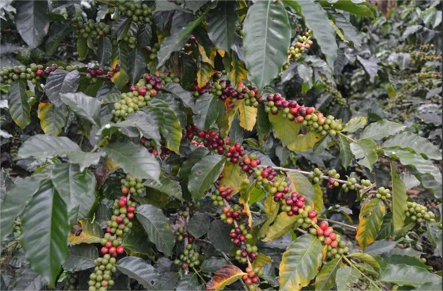 Preservação de florestas e aves beneficia plantações de café, diz estudo