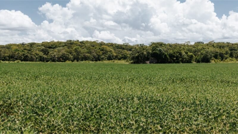 STF homologa Plano Estadual de Regularização Ambiental de MT e destaca evolução do planejamento