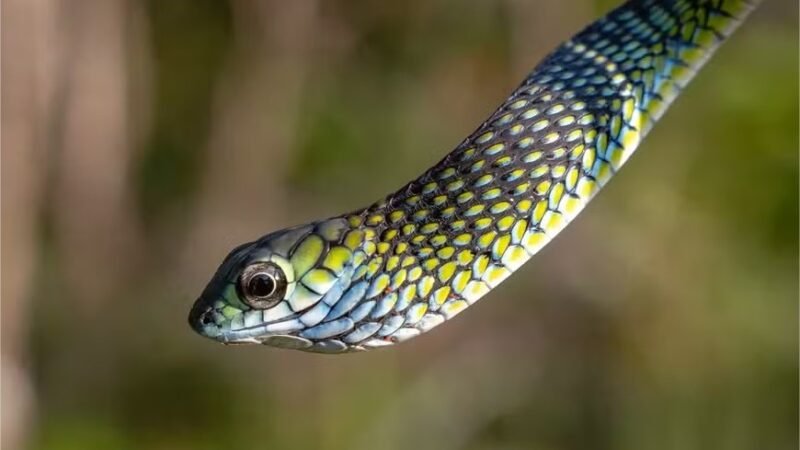 Venha ver os animais surpreendentes encontrados por pesquisadores em Angola