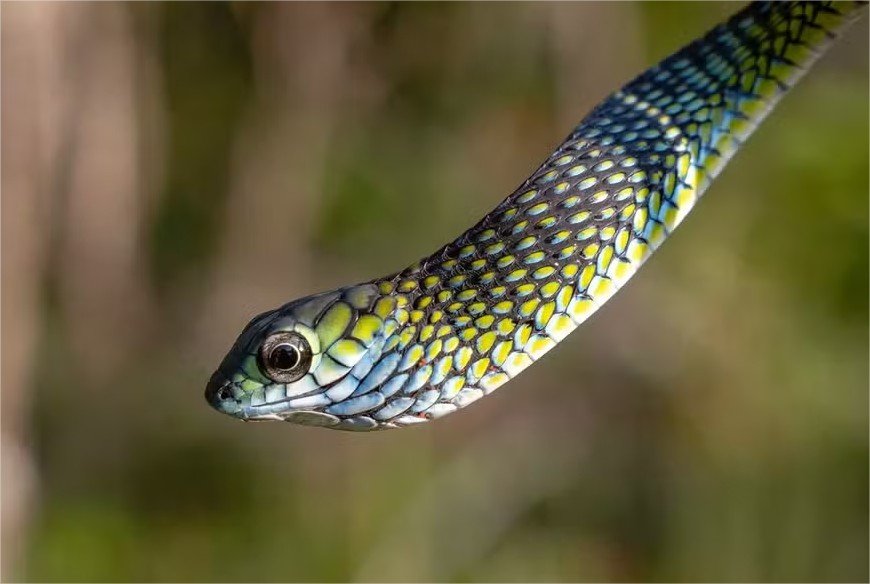Venha ver os animais surpreendentes encontrados por pesquisadores em Angola