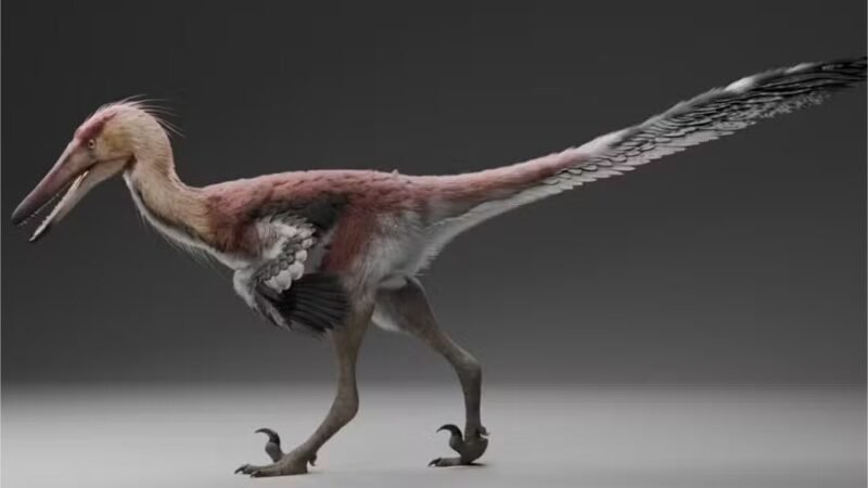 Fóssil encontrado na Argentina revela dinossauro que se parecia com garça