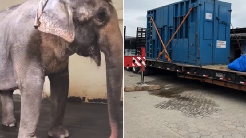 Elefanta deixa Beto Carrero e segue para santuário em Chapada