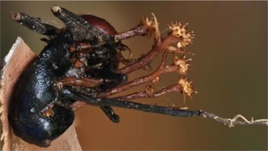 Estranho parasita que se alimenta de “fungos zumbis” é descoberto na Malásia