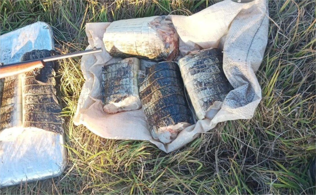 Sema apreende 22 quilos de pescado e de carne de jacaré em Poconé