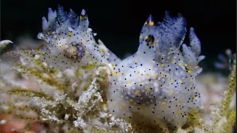 Nova espécie de lesma marinha tem o tamanho de um grão de arroz