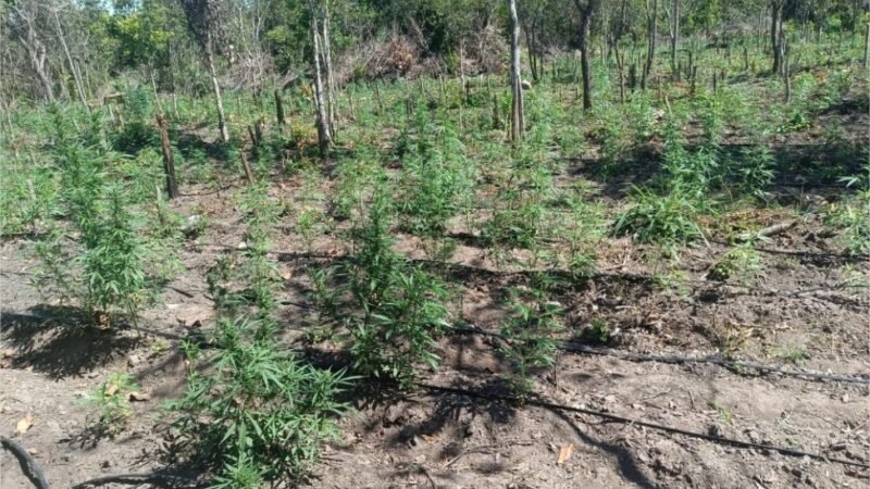 PM desarticula a 70ª invasão de terra e apreende plantação com 5 mil pés de maconha em Luciara