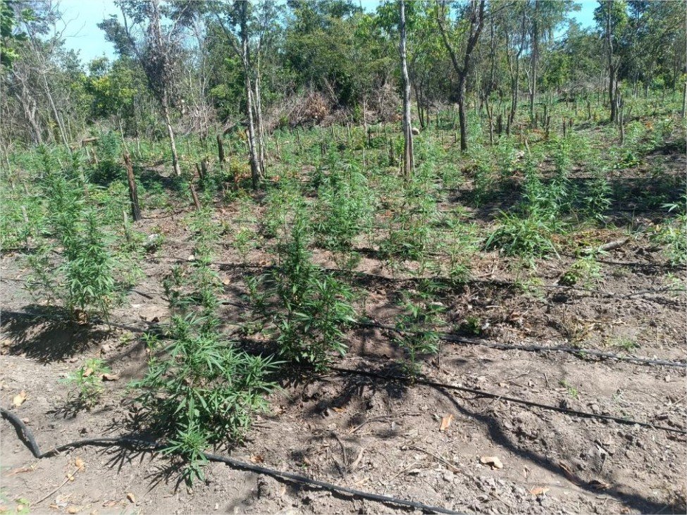 PM desarticula a 70ª invasão de terra e apreende plantação com 5 mil pés de maconha em Luciara