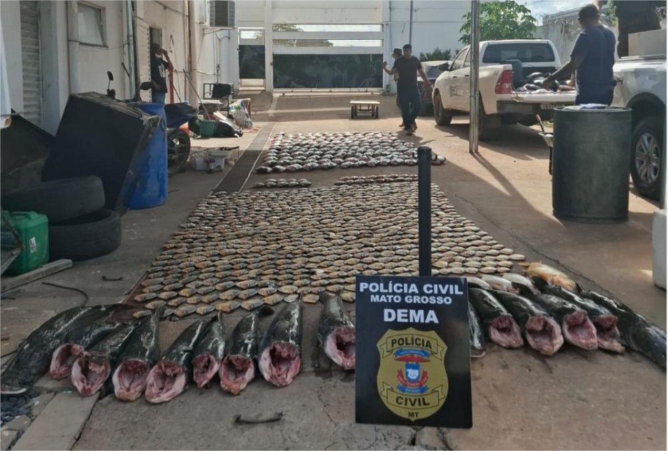Polícia Civil apreende mais de 900 quilos de pescado irregular e desarticula esquema de pesca predatória em Cuiabá