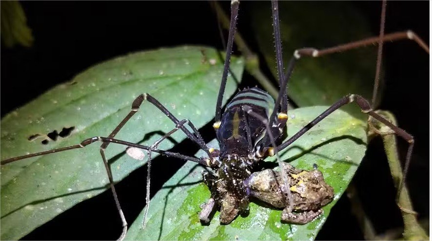 Aracnídeo pode estar caçando e devorando rãs vivas nas florestas da América do Sul