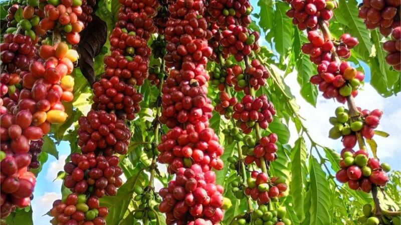 Com assistência técnica da Empaer, cafeicultura de Colniza alcança produtividade recorde