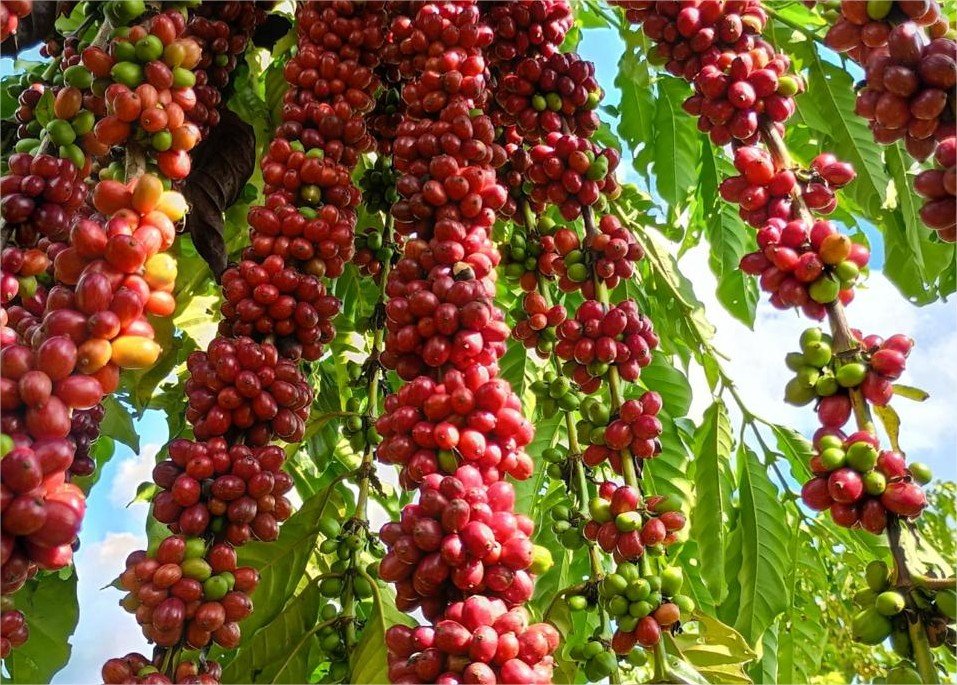 Com assistência técnica da Empaer, cafeicultura de Colniza alcança produtividade recorde