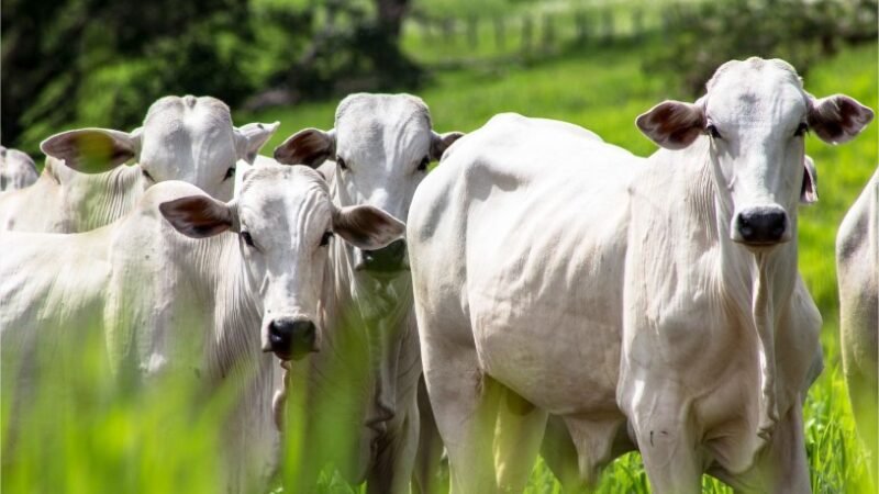 MBRF avança no BBFAW e está entre as 12 empresas mais bem avaliadas do mundo em bem-estar animal