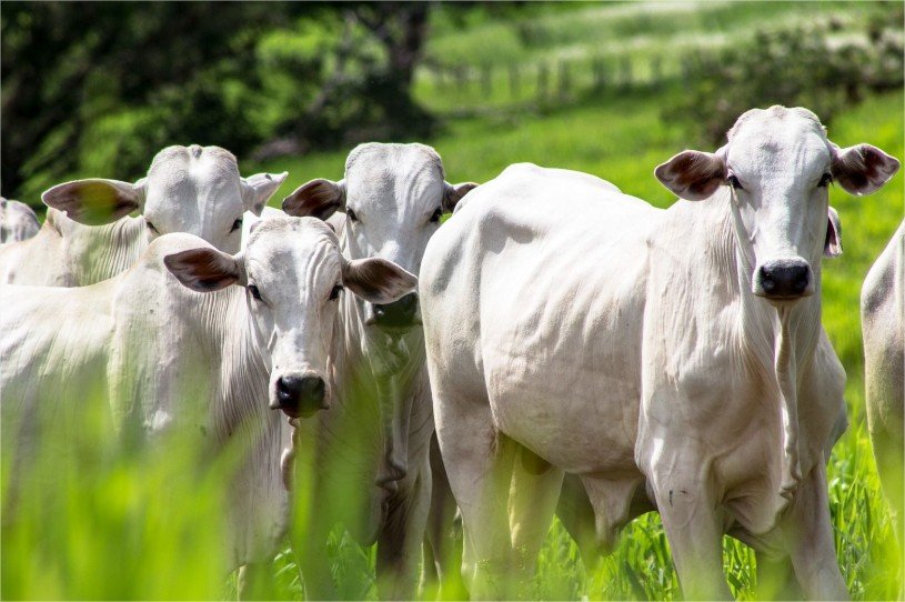 MBRF avança no BBFAW e está entre as 12 empresas mais bem avaliadas do mundo em bem-estar animal