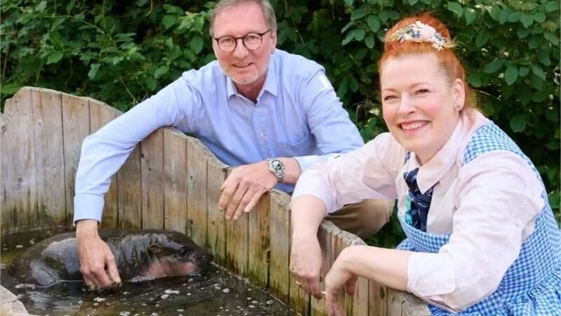 Raro hipopótamo-pigmeu nasce em zoológico na Alemanha; veja vídeo
