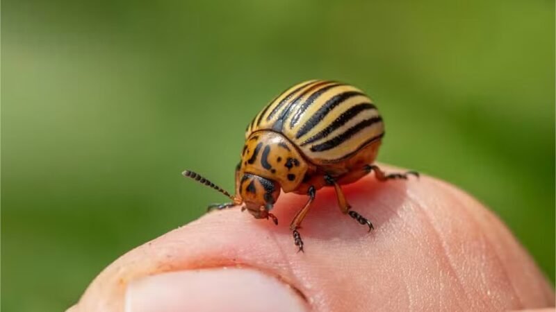 Por que a humanidade passou a comer menos insetos? Estudo traz hipóteses