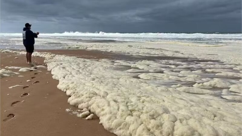 Alga encontrada na Austrália é a mais tóxica já registrada por cientistas