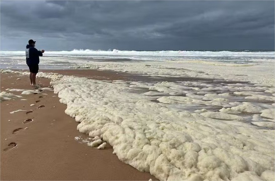 Alga encontrada na Austrália é a mais tóxica já registrada por cientistas