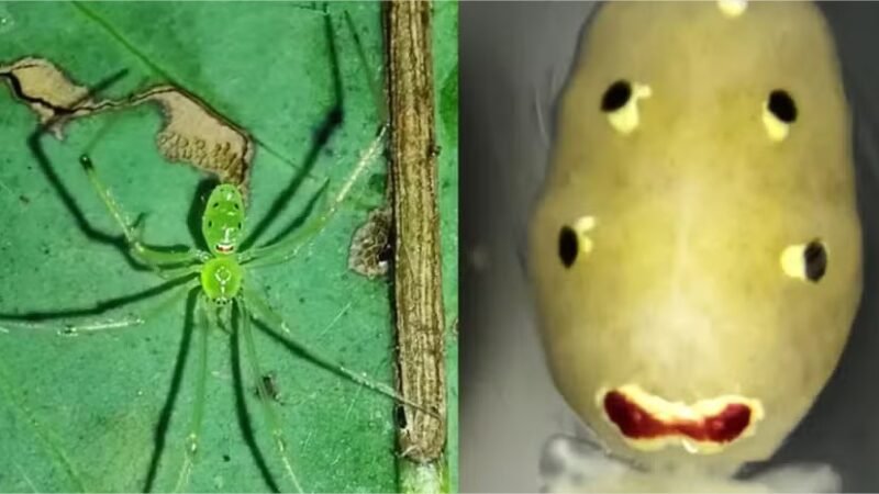 Nova espécie de aranha com “carinha feliz” é descoberta na Ásia; veja fotos