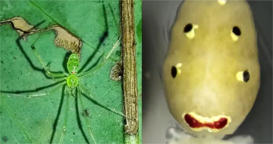 Nova espécie de aranha com “carinha feliz” é descoberta na Ásia; veja fotos