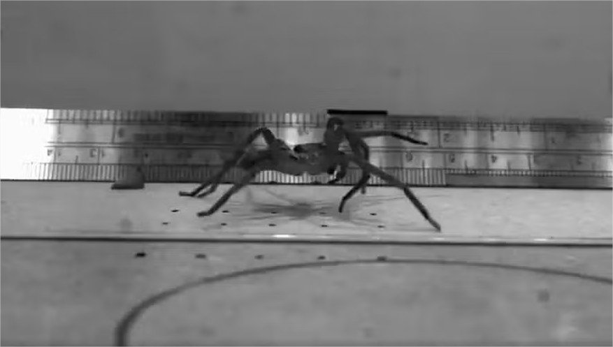 Esta aranha quebrou o recorde de mais rápida do mundo