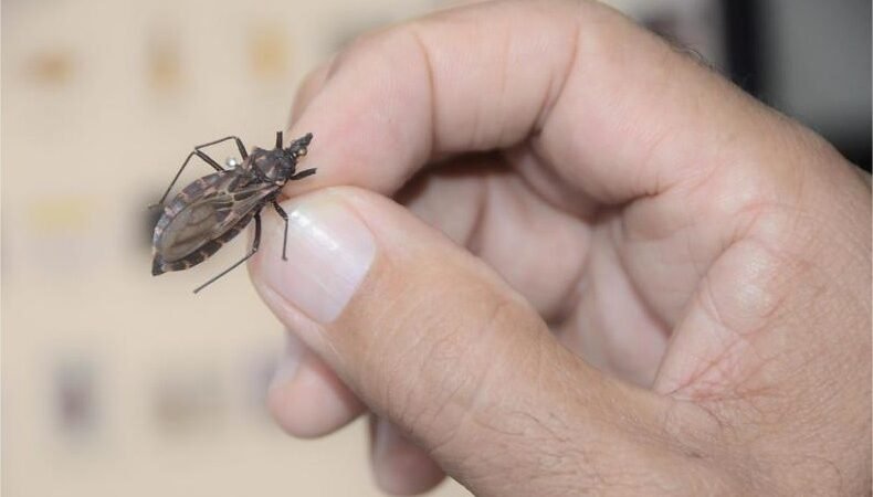 Doença de Chagas ganha novo medicamento no Brasil; VG teve três casos até abril