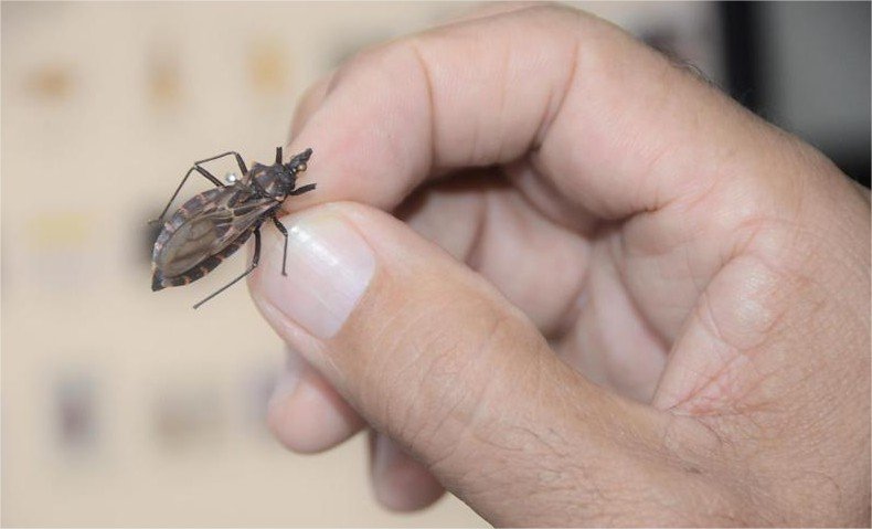 Doença de Chagas ganha novo medicamento no Brasil; VG teve três casos até abril
